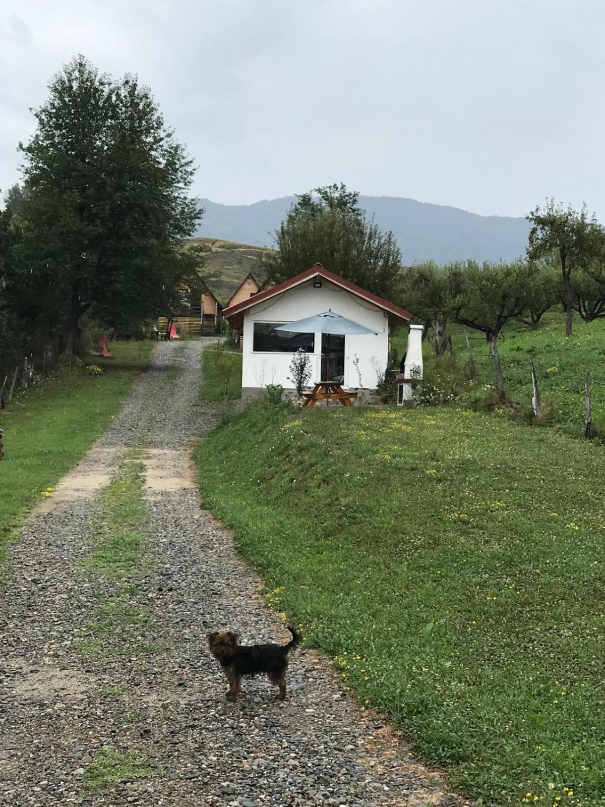 Cabanele Lu' Dinu Curtea de Argeş Exteriör bild